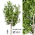 Elegant Silver Birch Tree: 13.5m Height 3D model small image 1