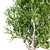 Elegant Silver Birch Tree: 13.5m Height 3D model small image 2