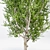 Elegant Silver Birch Tree: 13.5m Height 3D model small image 3