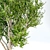 Elegant Silver Birch Tree: 13.5m Height 3D model small image 4