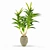 Tropical Dracaena: Healthy Houseplant 3D model small image 3