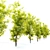 Rare American Smoke Tree - Cotinus Obovatus 3D model small image 3