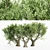 Exotic African Olive Tree Collection 3D model small image 1