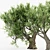 Exotic African Olive Tree Collection 3D model small image 2