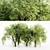  Majestic American Elm Tree Collection 3D model small image 1