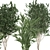 Tropical Plant Collection: Ficus, Howea, & Palm 3D model small image 3