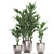 Exotic Plant Collection: Howea, Kentia & More 3D model small image 4