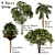 Variety of Tree Set: China Palm, Chinaberry, Round Bay, Bottle Palm 3D model small image 1