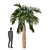 Variety of Tree Set: China Palm, Chinaberry, Round Bay, Bottle Palm 3D model small image 5