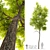 Siberian Elm Tree - 9m Height 3D model small image 1