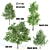 Lush Vray Tree Set: Black Birch, Ash, Silky Oak, Sorrel 3D model small image 1