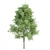 Lush Vray Tree Set: Black Birch, Ash, Silky Oak, Sorrel 3D model small image 3