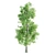 Lush Vray Tree Set: Black Birch, Ash, Silky Oak, Sorrel 3D model small image 4