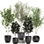 Exotic Plant Collection: Indoor & Outdoor Accent 3D model small image 1