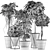 Tropical Plant Collection - Schefflera Arboricola 3D model small image 5
