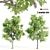 Twin Acacia Trees: 1.2m & 1.3m 3D model small image 1