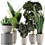 Exotic Plant Collection: Alocasia, Sansevieria, Schefflera, Agave 3D model small image 1