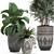 Exotic Plant Collection: Raphis Palm, Alocasia, and Chlorophytum 3D model small image 2