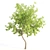 Tall and Majestic Willow Trees: 12m and 13m Heights 3D model small image 4