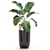 Exotic Plant Collection: Indoor & Outdoor Decor 3D model small image 3