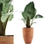 Exotic Alocasia Collection: Perfect Decor 3D model small image 1