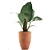 Exotic Alocasia Collection: Perfect Decor 3D model small image 2