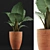 Exotic Alocasia Collection: Perfect Decor 3D model small image 3