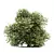 Versatile Buxus Bush Trio 3D model small image 3