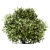 Versatile Buxus Bush Trio 3D model small image 5