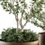 Lush Outdoor Olive Trees - Set 79 3D model small image 3