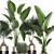 Exotic Plant Collection for Indoor and Outdoor Décor 3D model small image 3