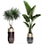 Exotic Plant Collection for Indoor and Outdoor Décor 3D model small image 4