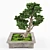 Elegant Bonsai Decor Tree 3D model small image 2