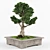 Elegant Bonsai Decor Tree 3D model small image 4