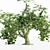  Majestic Maple Tree Collection 3D model small image 2