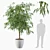 Ficus Ali Plants Collection 3D model small image 3