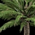 Trio Tree Set: Palm & Pine 3D model small image 5