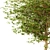 Set of Acer Negundo Trees 3D model small image 3
