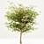 Set of Acer Negundo Trees 3D model small image 5