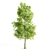 Nature's Trio: Laurus, Acacia & Sorrel Trees 3D model small image 3