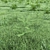 Lush Green Grass for Landscapes 3D model small image 3