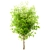 Gorgeous Set of China Tallow Trees 3D model small image 6