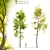 Twin Locust Trees: 12-14m High 3D model small image 1