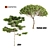 Italian Pine: 8m & Pine: 10m 3D model small image 1