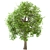 Premium White Oak Tree Set (4 Trees) 3D model small image 2