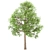 Premium White Oak Tree Set (4 Trees) 3D model small image 4