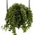 Vibrant Hanging Box Plant Set 3D model small image 2