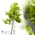 Pignut Hickory Tree (Carya Glabra) 3D model small image 1