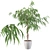 Ficus Ali: Stunning 3D Plant 3D model small image 1