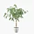 Ficus Ali: Stunning 3D Plant 3D model small image 3